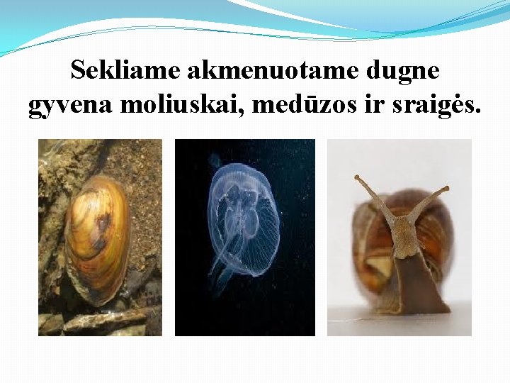 Sekliame akmenuotame dugne gyvena moliuskai, medūzos ir sraigės. 