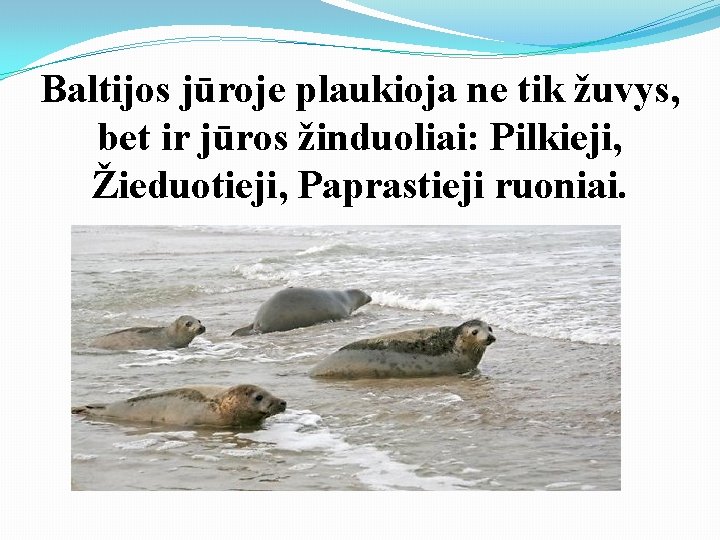 Baltijos jūroje plaukioja ne tik žuvys, bet ir jūros žinduoliai: Pilkieji, Žieduotieji, Paprastieji ruoniai.