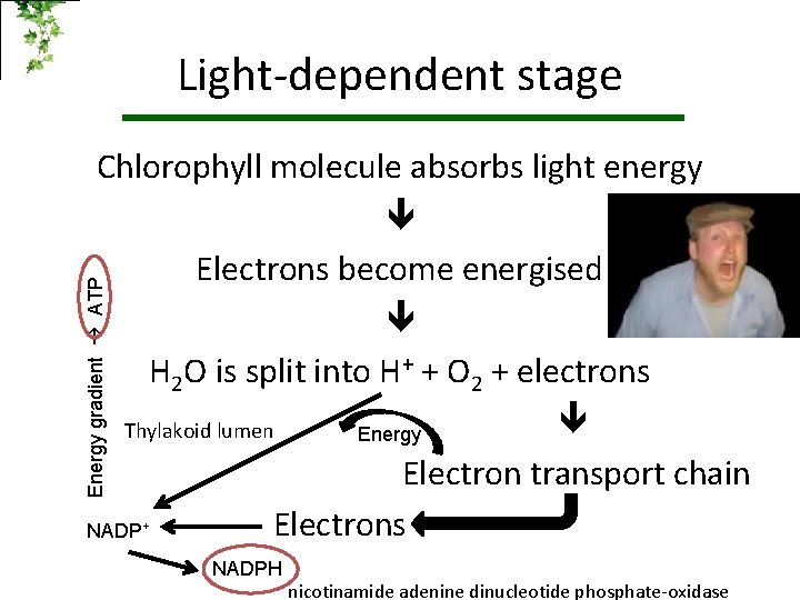 Light-dependent stage Energy gradient ATP Chlorophyll molecule absorbs light energy Electrons become energised H