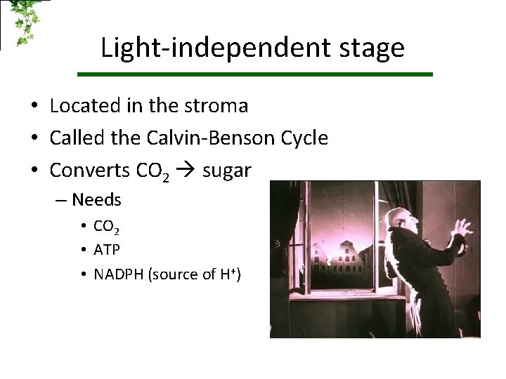 Light-independent stage • Located in the stroma • Called the Calvin-Benson Cycle • Converts