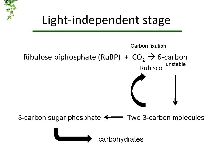 Light-independent stage Carbon fixation Ribulose biphosphate (Ru. BP) + CO 2 6 -carbon Rubisco