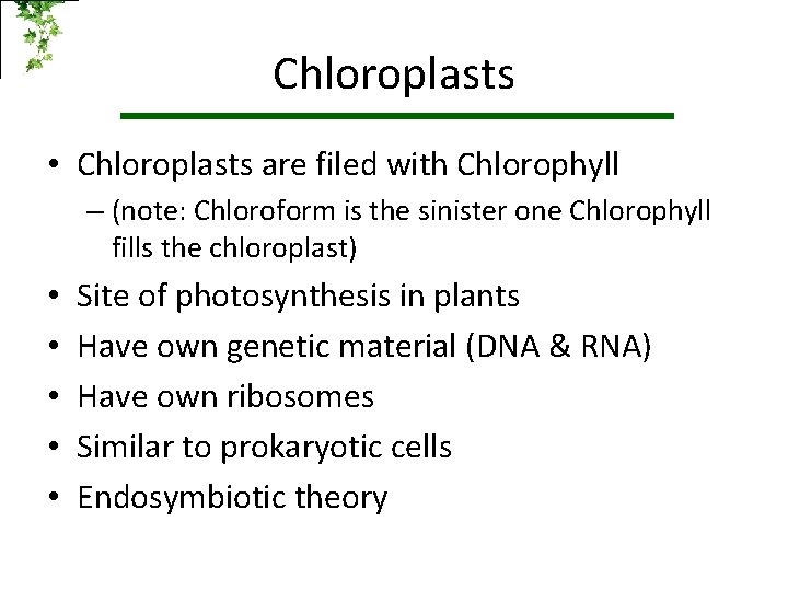 Chloroplasts • Chloroplasts are filed with Chlorophyll – (note: Chloroform is the sinister one