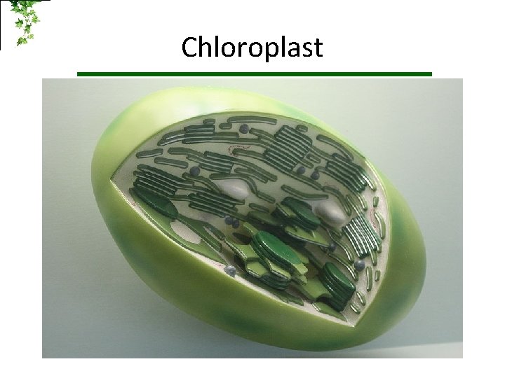 Chloroplast 