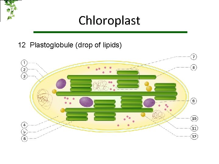 Chloroplast 2 Inter membrane Space 1345678910 Outer membrane Inner membrane Stroma (aqueous fluid) Thylakoid