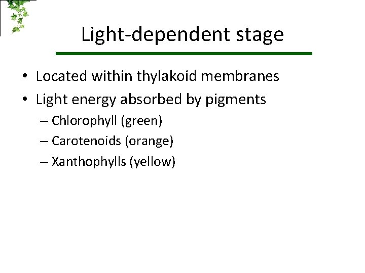 Light-dependent stage • Located within thylakoid membranes • Light energy absorbed by pigments –