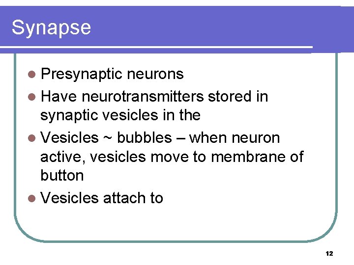 Synapse l Presynaptic neurons l Have neurotransmitters stored in synaptic vesicles in the l