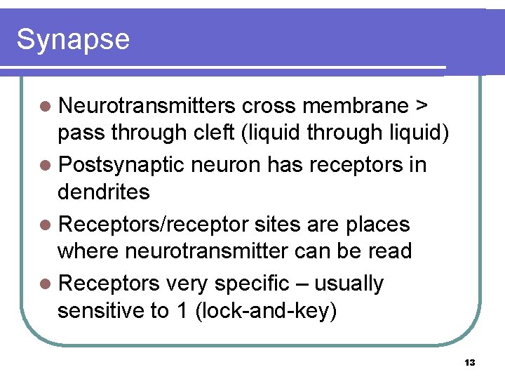 Synapse l Neurotransmitters cross membrane > pass through cleft (liquid through liquid) l Postsynaptic