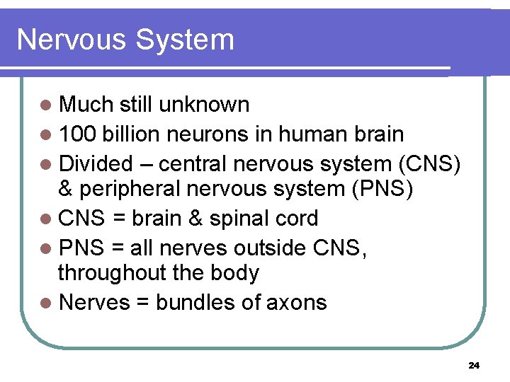 Nervous System l Much still unknown l 100 billion neurons in human brain l