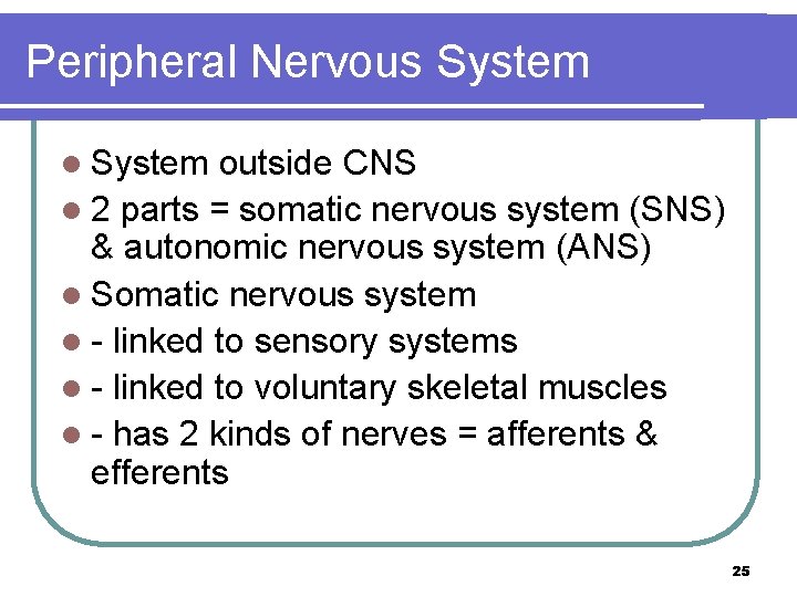 Peripheral Nervous System l System outside CNS l 2 parts = somatic nervous system