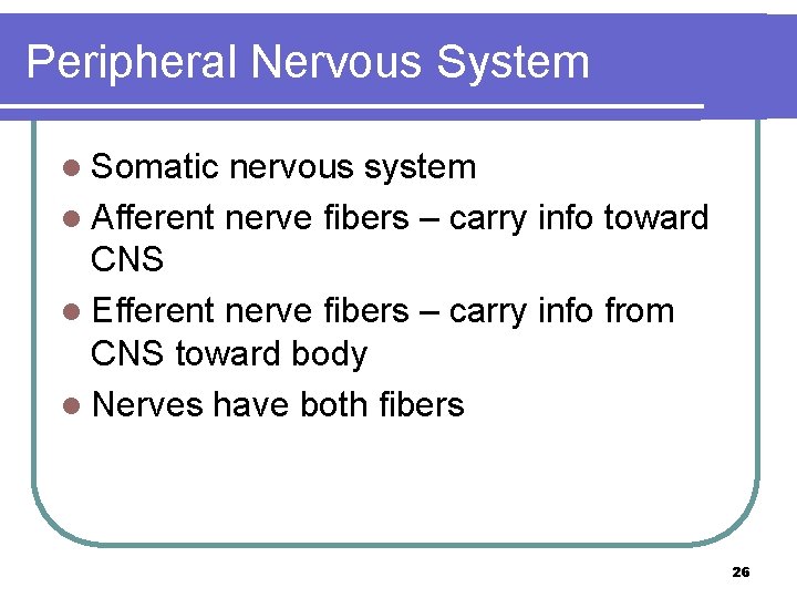 Peripheral Nervous System l Somatic nervous system l Afferent nerve fibers – carry info