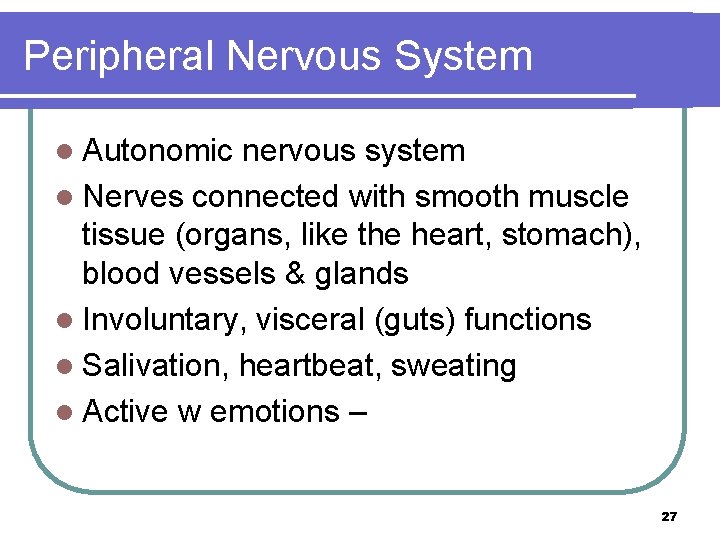 Peripheral Nervous System l Autonomic nervous system l Nerves connected with smooth muscle tissue