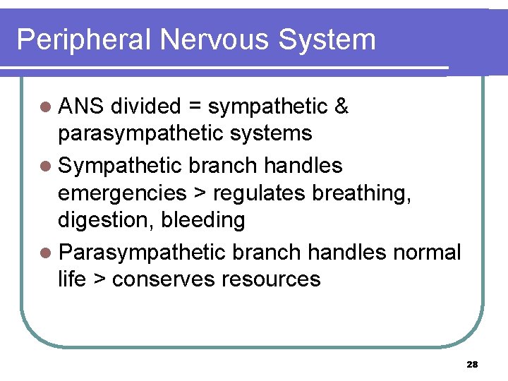 Peripheral Nervous System l ANS divided = sympathetic & parasympathetic systems l Sympathetic branch