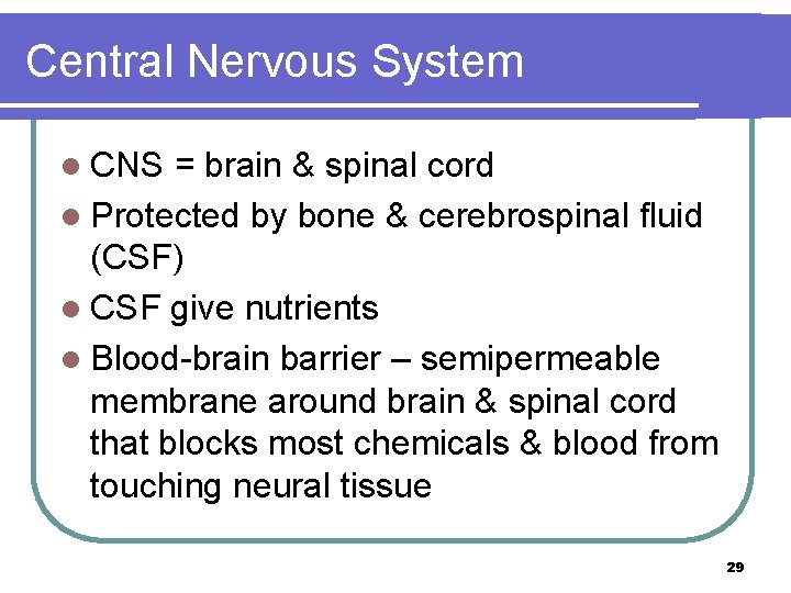 Central Nervous System l CNS = brain & spinal cord l Protected by bone