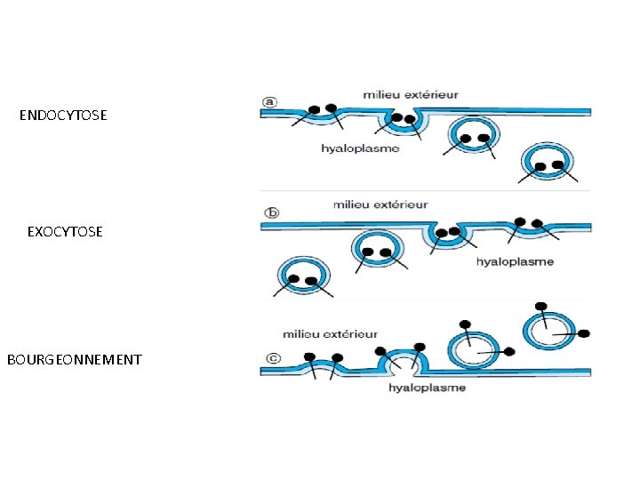 ENDOCYTOSE EXOCYTOSE BOURGEONNEMENT 