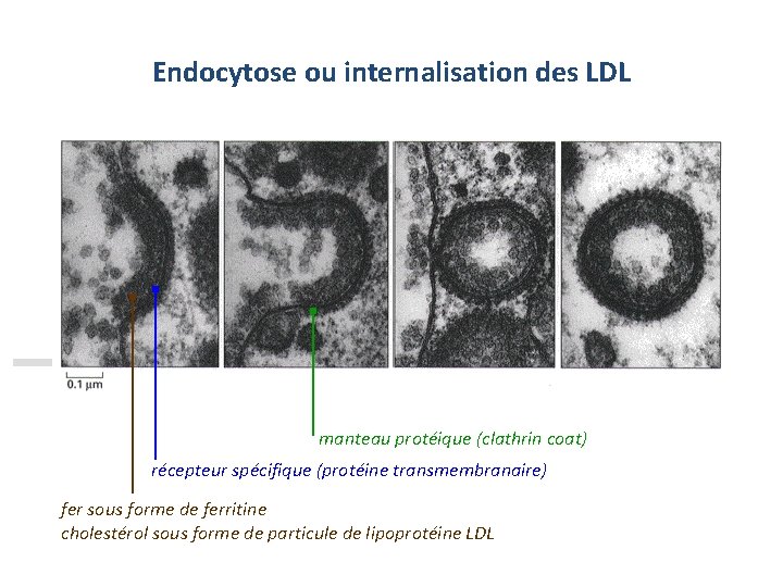 Endocytose ou internalisation des LDL manteau protéique (clathrin coat) récepteur spécifique (protéine transmembranaire) fer