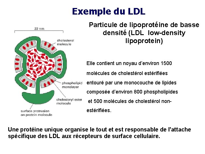 Exemple du LDL Particule de lipoprotéine de basse densité (LDL low-density lipoprotein) Elle contient