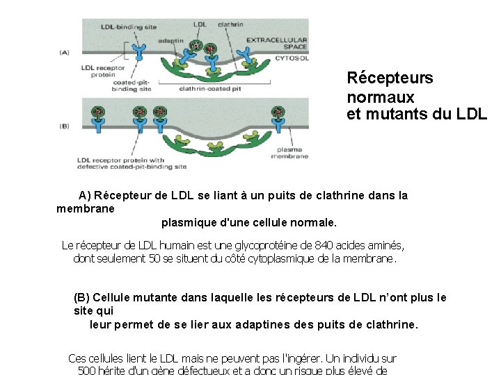 Récepteurs normaux et mutants du LDL A) Récepteur de LDL se liant à un