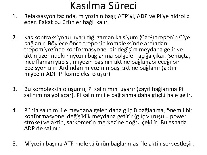 Kasılma Süreci 1. Relaksasyon fazında, miyozinin başı; ATP’yi, ADP ve Pi’ye hidroliz eder. Fakat