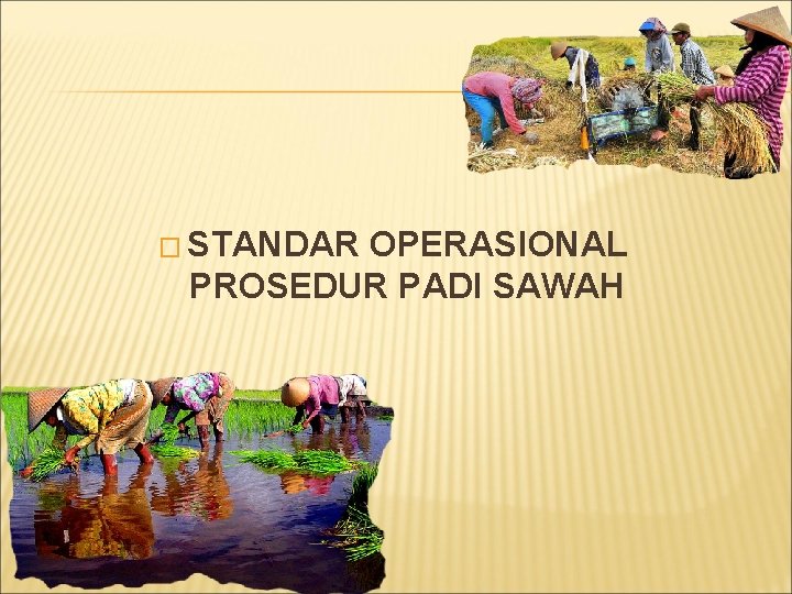 � STANDAR OPERASIONAL PROSEDUR PADI SAWAH 
