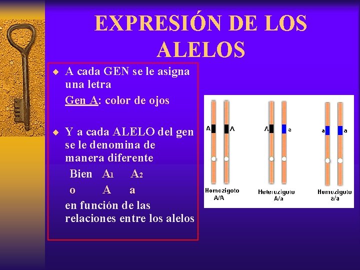 EXPRESIÓN DE LOS ALELOS ¨ A cada GEN se le asigna una letra Gen