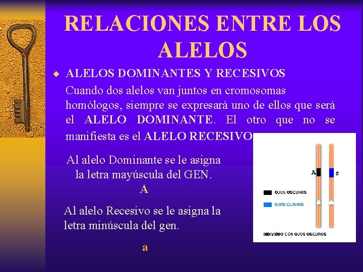 RELACIONES ENTRE LOS ALELOS ¨ ALELOS DOMINANTES Y RECESIVOS Cuando dos alelos van juntos