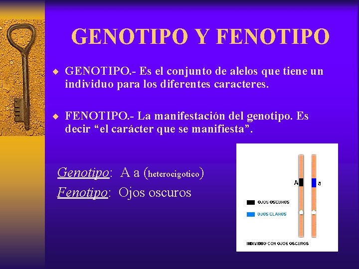 GENOTIPO Y FENOTIPO ¨ GENOTIPO. - Es el conjunto de alelos que tiene un