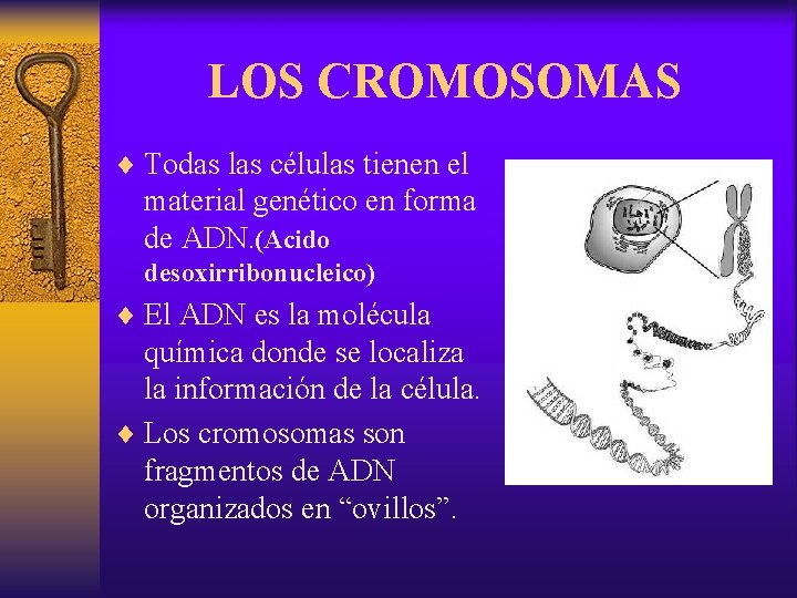 LOS CROMOSOMAS ¨ Todas las células tienen el material genético en forma de ADN.