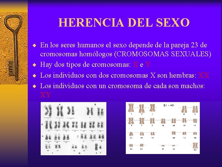 HERENCIA DEL SEXO ¨ En los seres humanos el sexo depende de la pareja