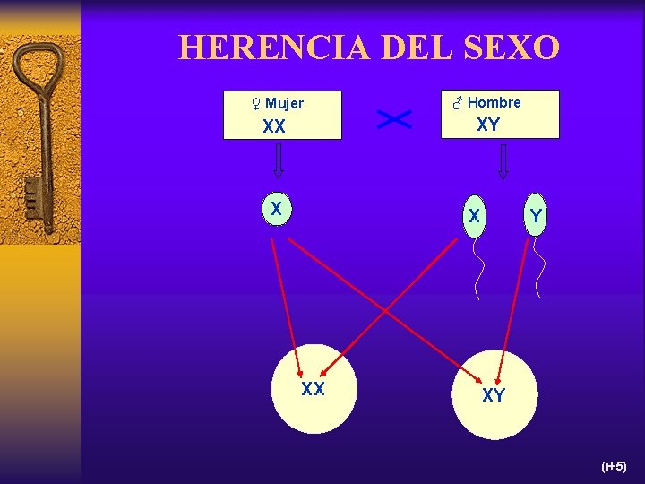 HERENCIA DEL SEXO ♀ Mujer ♂ Hombre XX XY X X XX Y XY