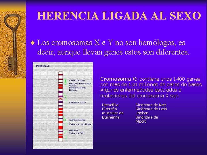 HERENCIA LIGADA AL SEXO ¨ Los cromosomas X e Y no son homólogos, es