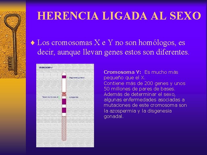 HERENCIA LIGADA AL SEXO ¨ Los cromosomas X e Y no son homólogos, es