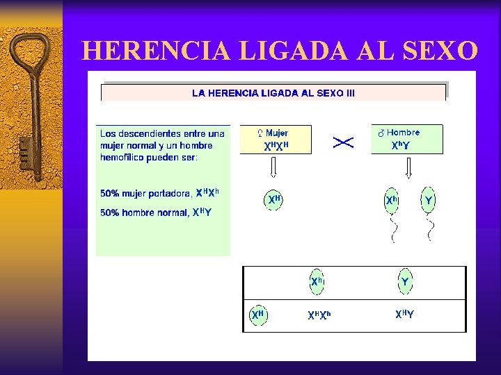 HERENCIA LIGADA AL SEXO 