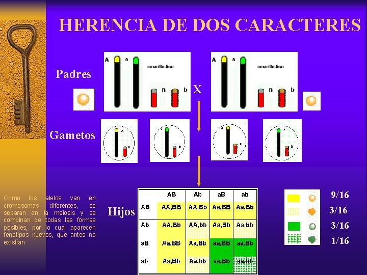 HERENCIA DE DOS CARACTERES Padres X Gametos Como los alelos van en cromosomas diferentes,