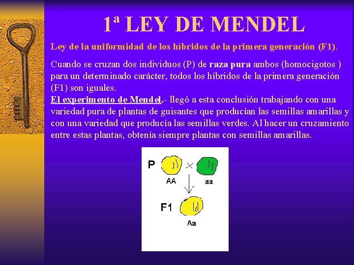 1ª LEY DE MENDEL Ley de la uniformidad de los híbridos de la primera
