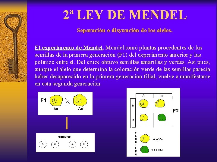 2ª LEY DE MENDEL Separación o disyunción de los alelos. El experimento de Mendel
