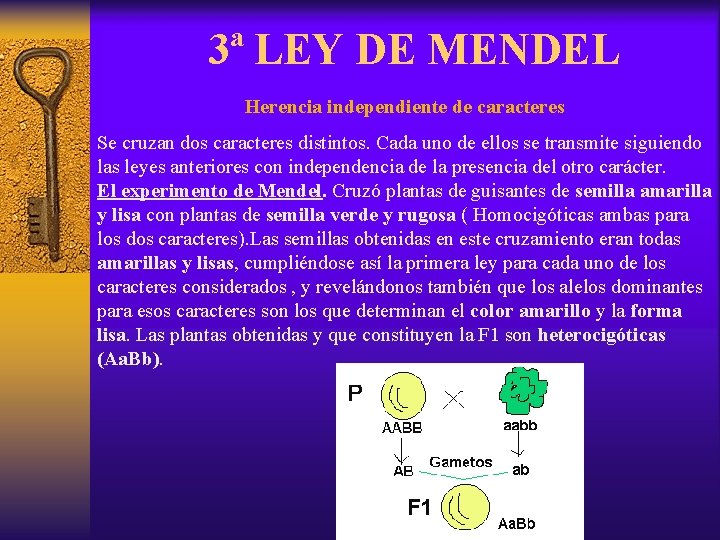 3ª LEY DE MENDEL Herencia independiente de caracteres Se cruzan dos caracteres distintos. Cada