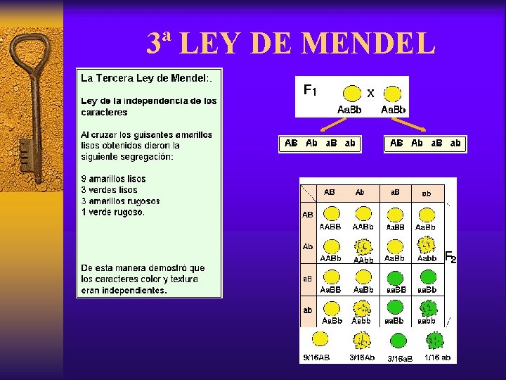 3ª LEY DE MENDEL 