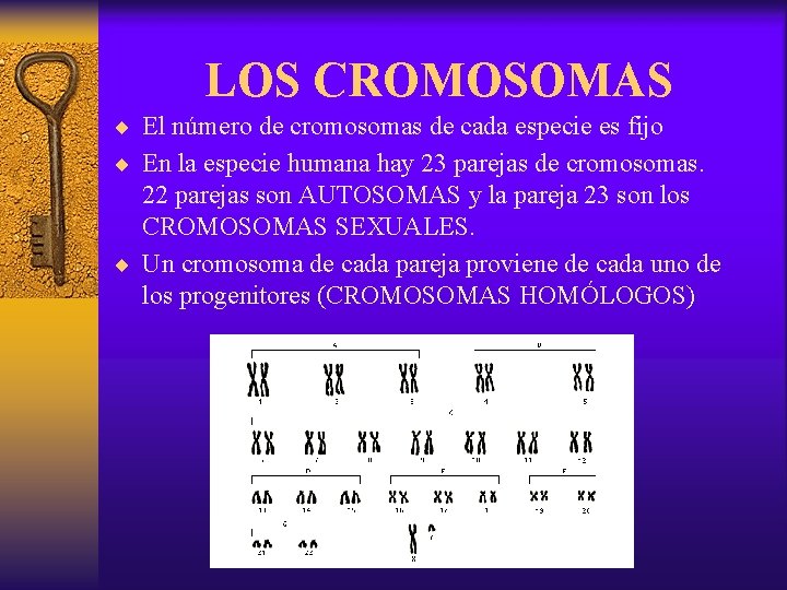 LOS CROMOSOMAS ¨ El número de cromosomas de cada especie es fijo ¨ En