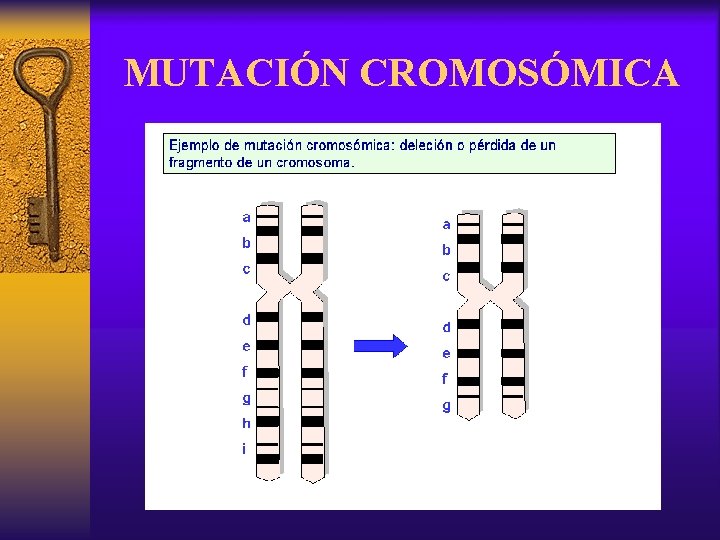 MUTACIÓN CROMOSÓMICA 