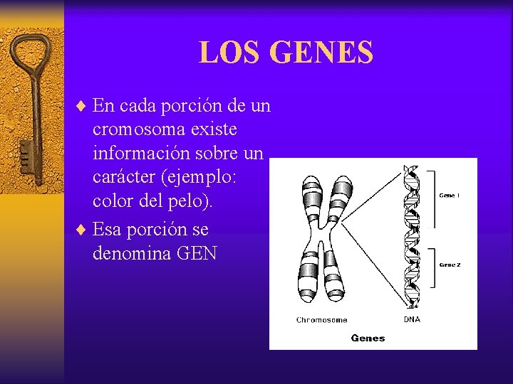LOS GENES ¨ En cada porción de un cromosoma existe información sobre un carácter