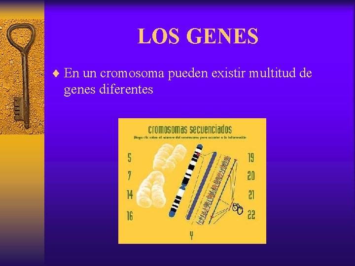 LOS GENES ¨ En un cromosoma pueden existir multitud de genes diferentes 