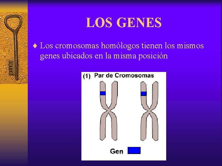 LOS GENES ¨ Los cromosomas homólogos tienen los mismos genes ubicados en la misma