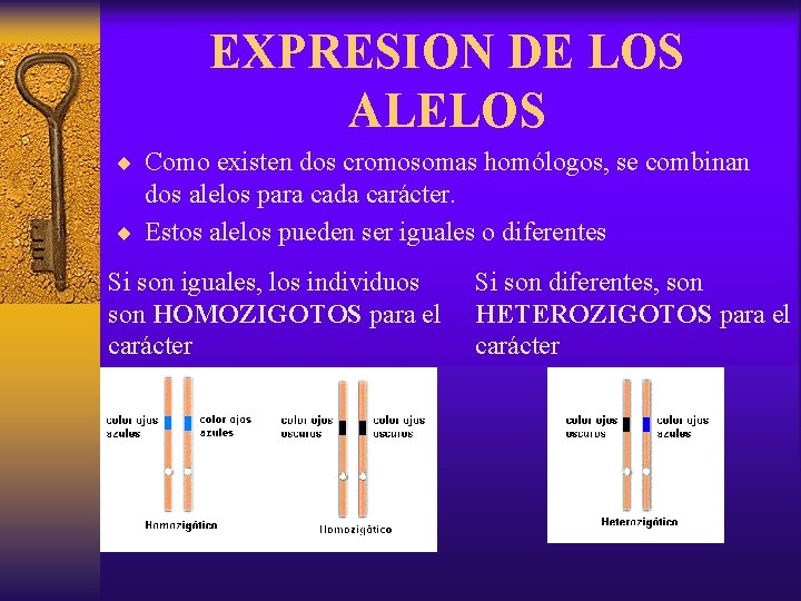 EXPRESION DE LOS ALELOS ¨ Como existen dos cromosomas homólogos, se combinan dos alelos