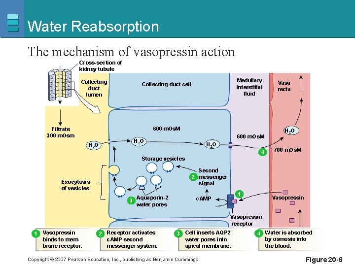 Water Reabsorption The mechanism of vasopressin action Cross-section of kidney tubule Collecting duct lumen