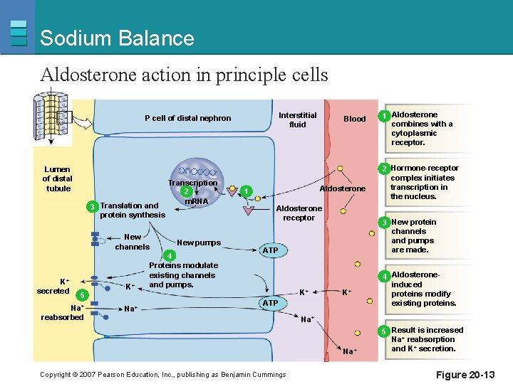 Sodium Balance Aldosterone action in principle cells Interstitial fluid P cell of distal nephron