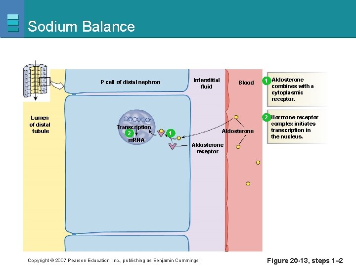 Sodium Balance Interstitial fluid P cell of distal nephron Lumen of distal tubule Transcription