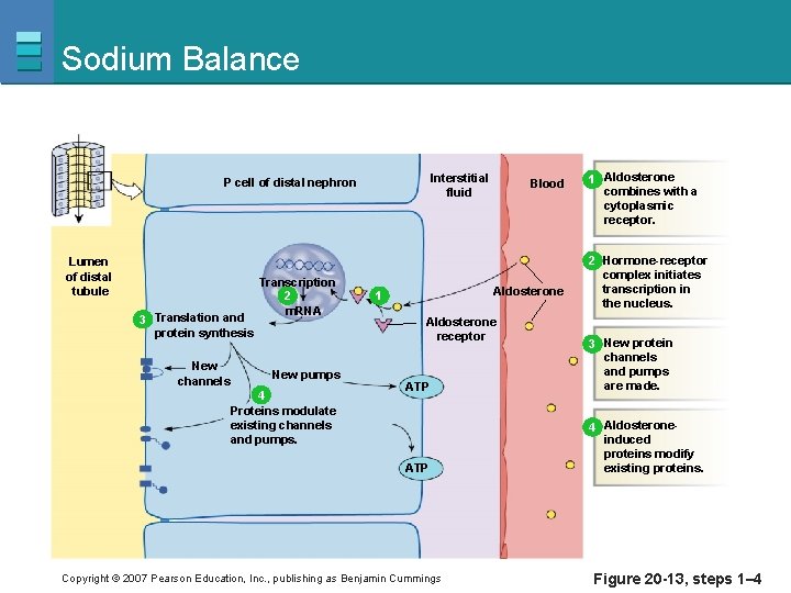 Sodium Balance Interstitial fluid P cell of distal nephron Lumen of distal tubule 3