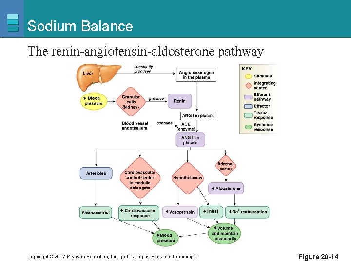 Sodium Balance The renin-angiotensin-aldosterone pathway Copyright © 2007 Pearson Education, Inc. , publishing as
