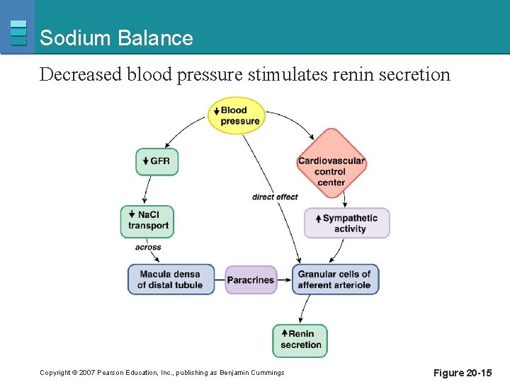 Sodium Balance Decreased blood pressure stimulates renin secretion Copyright © 2007 Pearson Education, Inc.