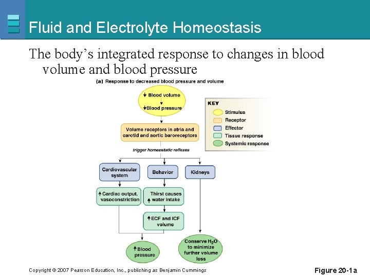 Fluid and Electrolyte Homeostasis The body’s integrated response to changes in blood volume and